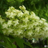 昭和記念公園・紫陽花1