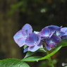 昭和記念公園・紫陽花3