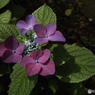 昭和記念公園・紫陽花9
