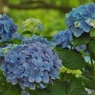 昭和記念公園・紫陽花11