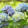 昭和記念公園・紫陽花12