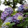 昭和記念公園・紫陽花13