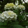 昭和記念公園・紫陽花14