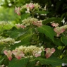 昭和記念公園・紫陽花15