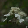 昭和記念公園・紫陽花16