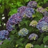昭和記念公園・紫陽花17