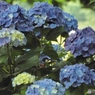 昭和記念公園・紫陽花18