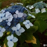 昭和記念公園・紫陽花19