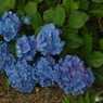 昭和記念公園・紫陽花20