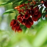 初夏の真紅 