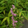 ネジバナ