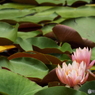 スイレン1