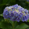紫陽花