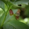 その色を 恥じるがごとく うつむくは 白さを競う 花多ければ
