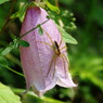 花と虫達　蜘蛛
