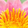 庭の睡蓮が咲いたので2017.7.1は「睡蓮開花記念日」