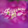 囲まれた紫陽花