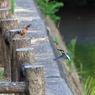 カワセミバトル２
