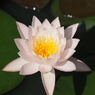 水蓮