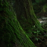 綺麗な苔と水の音