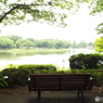 深緑の昭和記念公園6