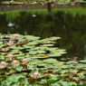 深緑の昭和記念公園8