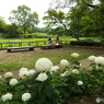 深緑の昭和記念公園10