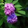 gradation