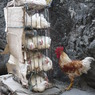 Help us! in Nepal