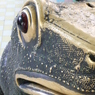Big frog in Mandalay,Burma