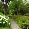 深緑の昭和記念公園11