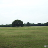深緑の昭和記念公園12