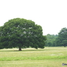 深緑の昭和記念公園13