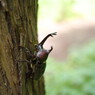 花と虫達　カブトムシ