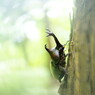 花と虫達　カブトムシ　Ⅱ