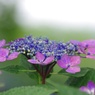 見頃の紫陽花:額紫陽花