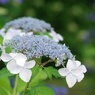 見頃の紫陽花：白色系
