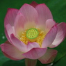 星名池