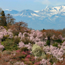 花見山