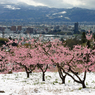 春雪の花見山