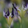 花菖蒲-長井鷹の爪