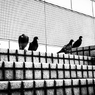 鳥に人気の私