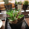 Euphorbia　ユーフォルビア　蛾眉山