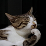 思案中。