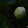 5381　伝説のLOTUS