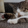 夏バテ ？