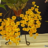 らん展7