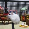 Hamuru10