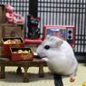 Hamuru12
