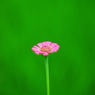花一輪